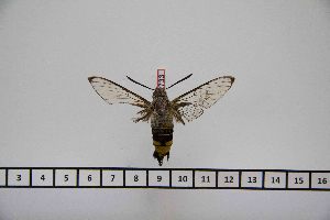  ( - BC-Mel2733)  @12 [ ] Copyright (2013) Tomas Melichar Research Collection of Tomas Mleichar