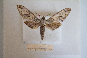  ( - BC-Mel2785)  @12 [ ] Copyright (2013) Tomas Melichar Research Collection of Sphingidae Museum - Czech republic