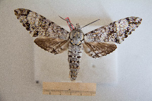  ( - BC-Mel2786)  @11 [ ] Copyright (2013) Tomas Melichar Research Collection of Sphingidae Museum - Czech republic