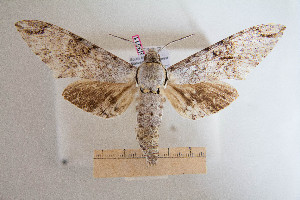 ( - BC-Mel3011)  @13 [ ] Copyright (2013) Tomas Melichar Research Collection of Sphingidae Museum - Czech republic