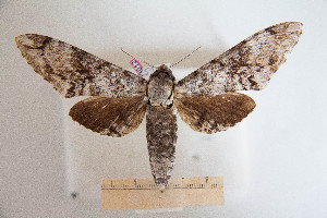  ( - BC-Mel3012)  @13 [ ] Copyright (2013) Tomas Melichar Research Collection of Sphingidae Museum - Czech republic