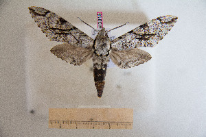  ( - BC-Mel3015)  @12 [ ] Copyright (2013) Tomas Melichar Research Collection of Sphingidae Museum - Czech republic