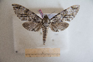  ( - BC-Mel3016)  @12 [ ] Copyright (2013) Tomas Melichar Research Collection of Sphingidae Museum - Czech republic