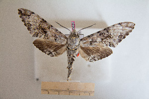  ( - BC-Mel3020)  @11 [ ] Copyright (2013) Tomas Melichar Research Collection of Sphingidae Museum - Czech republic