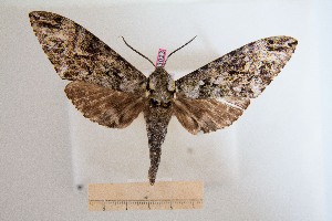  ( - BC-Mel3023)  @14 [ ] Copyright (2013) Tomas Melichar Research Collection of Sphingidae Museum - Czech republic