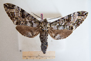  ( - BC-Mel3024)  @13 [ ] Copyright (2013) Tomas Melichar Research Collection of Sphingidae Museum - Czech republic