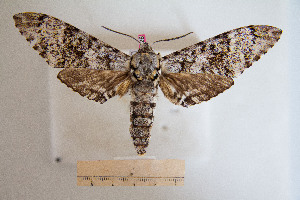  (Macropoliana ferax ferax - BC-Mel3026)  @15 [ ] Copyright (2013) Tomas Melichar Research Collection of Sphingidae Museum - Czech republic