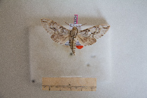  ( - BC-Mel3031)  @11 [ ] Copyright (2013) Tomas Melichar Research Collection of Sphingidae Museum - Czech republic