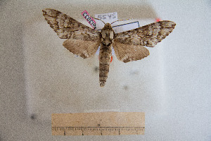  ( - BC-Mel3033)  @13 [ ] Copyright (2013) Tomas Melichar Research Collection of Sphingidae Museum - Czech republic