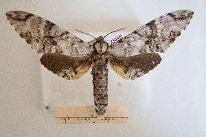  ( - BC-Mel3046)  @13 [ ] Copyright (2013) Tomas Melichar Research Collection of Sphingidae Museum - Czech republic