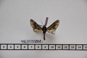  ( - BC-Mel3055)  @12 [ ] Copyright (2013) Tomas Melichar Research Collection of Sphingidae Museum - Czech republic