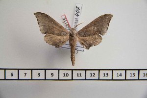  ( - BC-Mel3115)  @12 [ ] Copyright (2014) Tomas Melichar Research Collection of Tomas Mleichar