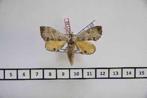  (Gynoeryx pauliani - BC-Mel3130)  @11 [ ] Copyright (2014) Tomas Melichar Research Collection of Tomas Mleichar