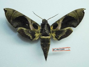  ( - BC-Mel3206)  @13 [ ] Copyright (2018) Sphingidae Museum-Czech republic Ekologicke centrum Orlov o.p.s.