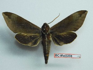  ( - BC-Mel3208)  @13 [ ] Copyright (2018) Sphingidae Museum-Czech republic Ekologicke centrum Orlov o.p.s.