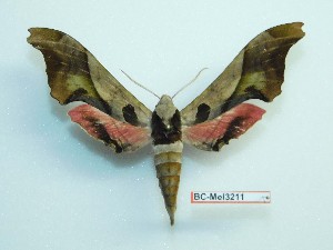  ( - BC-Mel3211)  @13 [ ] Copyright (2018) Sphingidae Museum-Czech republic Ekologicke centrum Orlov o.p.s.
