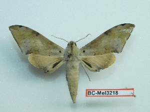  ( - BC-Mel3218)  @13 [ ] Copyright (2018) Sphingidae Museum-Czech republic Ekologicke centrum Orlov o.p.s.