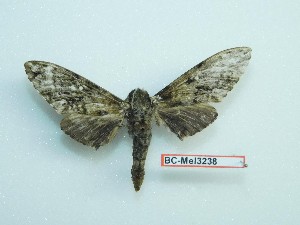  ( - BC-Mel3238)  @11 [ ] Copyright (2018) Sphingidae Museum-Czech republic Ekologicke centrum Orlov o.p.s.