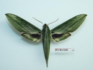  ( - BC-Mel3246)  @11 [ ] Copyright (2018) Sphingidae Museum-Czech republic Ekologicke centrum Orlov o.p.s.