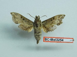  ( - BC-Mel3254)  @11 [ ] Copyright (2018) Sphingidae Museum-Czech republic Ekologicke centrum Orlov o.p.s.