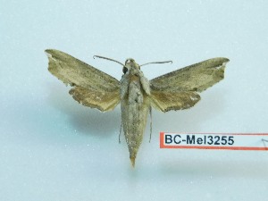  ( - BC-Mel3255)  @11 [ ] Copyright (2018) Sphingidae Museum-Czech republic Ekologicke centrum Orlov o.p.s.