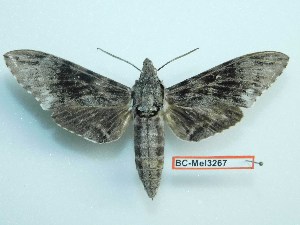  ( - BC-Mel3267)  @13 [ ] Copyright (2018) Sphingidae Museum-Czech republic Ekologicke centrum Orlov o.p.s.