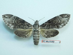  ( - BC-Mel3268)  @14 [ ] Copyright (2018) Sphingidae Museum-Czech republic Ekologicke centrum Orlov o.p.s.