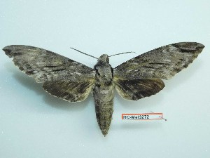  ( - BC-Mel3272)  @11 [ ] Copyright (2018) Sphingidae Museum-Czech republic Ekologicke centrum Orlov o.p.s.