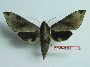  ( - BC-Mel3280)  @11 [ ] Copyright (2018) Sphingidae Museum-Czech republic Ekologicke centrum Orlov o.p.s.