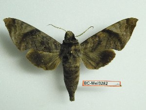  ( - BC-Mel3282)  @13 [ ] Copyright (2018) Sphingidae Museum-Czech republic Ekologicke centrum Orlov o.p.s.