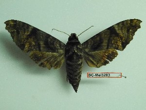  ( - BC-Mel3283)  @11 [ ] Copyright (2018) Sphingidae Museum-Czech republic Ekologicke centrum Orlov o.p.s.