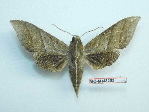  ( - BC-Mel3292)  @14 [ ] Copyright (2018) Sphingidae Museum-Czech republic Ekologicke centrum Orlov o.p.s.