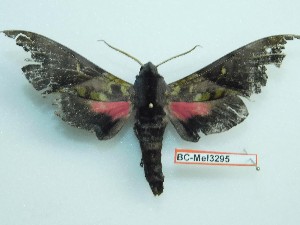  ( - BC-Mel3295)  @11 [ ] Copyright (2018) Sphingidae Museum-Czech republic Ekologicke centrum Orlov o.p.s.