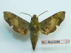  ( - BC-Mel3296)  @14 [ ] Copyright (2018) Sphingidae Museum-Czech republic Ekologicke centrum Orlov o.p.s.