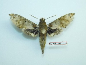  ( - BC-Mel3298)  @11 [ ] Copyright (2018) Sphingidae Museum-Czech republic Ekologicke centrum Orlov o.p.s.