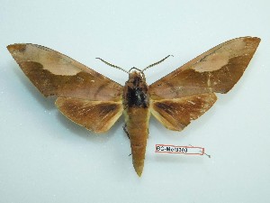  ( - BC-Mel3303)  @11 [ ] Copyright (2018) Sphingidae Museum-Czech republic Ekologicke centrum Orlov o.p.s.