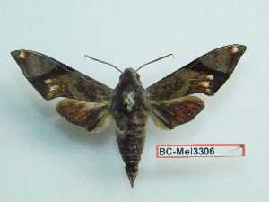  ( - BC-Mel3306)  @11 [ ] Copyright (2018) Sphingidae Museum-Czech republic Ekologicke centrum Orlov o.p.s.