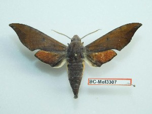  (Dahira rubiginosa rubiginosa - BC-Mel3307)  @11 [ ] Copyright (2018) Sphingidae Museum-Czech republic Ekologicke centrum Orlov o.p.s.