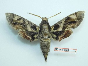 ( - BC-Mel3308)  @13 [ ] Copyright (2018) Sphingidae Museum-Czech republic Ekologicke centrum Orlov o.p.s.