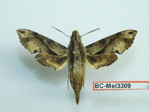  ( - BC-Mel3309)  @11 [ ] Copyright (2018) Sphingidae Museum-Czech republic Ekologicke centrum Orlov o.p.s.