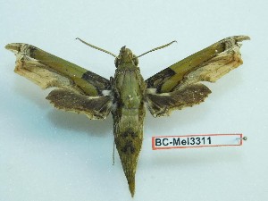  ( - BC-Mel3311)  @11 [ ] Copyright (2018) Sphingidae Museum-Czech republic Ekologicke centrum Orlov o.p.s.