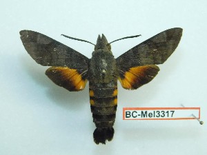  ( - BC-Mel3317)  @14 [ ] Copyright (2018) Sphingidae Museum-Czech republic Ekologicke centrum Orlov o.p.s.