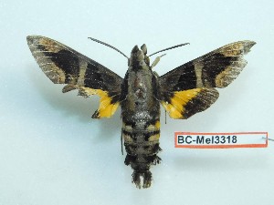  ( - BC-Mel3318)  @11 [ ] Copyright (2018) Sphingidae Museum-Czech republic Ekologicke centrum Orlov o.p.s.
