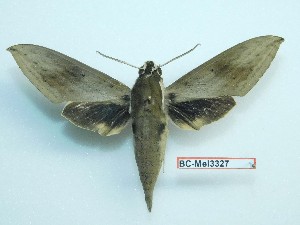  ( - BC-Mel3327)  @11 [ ] Copyright (2018) Sphingidae Museum-Czech republic Ekologicke centrum Orlov o.p.s.