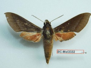  ( - BC-Mel3332)  @11 [ ] Copyright (2018) Sphingidae Museum-Czech republic Ekologicke centrum Orlov o.p.s.