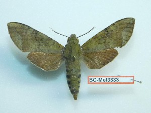  ( - BC-Mel3333)  @13 [ ] Copyright (2018) Sphingidae Museum-Czech republic Ekologicke centrum Orlov o.p.s.