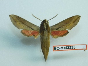  ( - BC-Mel3335)  @13 [ ] Copyright (2018) Sphingidae Museum-Czech republic Ekologicke centrum Orlov o.p.s.