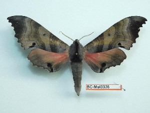  ( - BC-Mel3336)  @13 [ ] Copyright (2018) Sphingidae Museum-Czech republic Ekologicke centrum Orlov o.p.s.