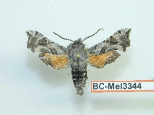  ( - BC-Mel3344)  @11 [ ] Copyright (2018) Sphingidae Museum-Czech republic Ekologicke centrum Orlov o.p.s.