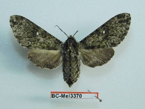  ( - BC-Mel3370)  @11 [ ] Copyright (2018) Sphingidae Museum-Czech republic Ekologicke centrum Orlov o.p.s.